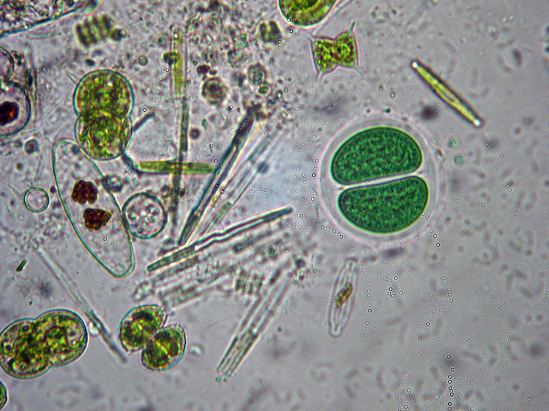 Laghetto Alpe Scaredi